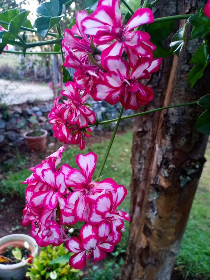 Pear Tree Inn Villa โกตากิริ ภายนอก รูปภาพ